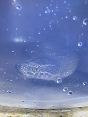 Boaedon fuliginosus