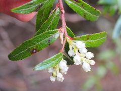 Gaultheria hispida