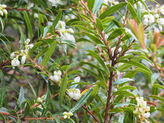 Gaultheria hispida