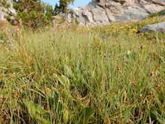 Eleocharis quinqueflora