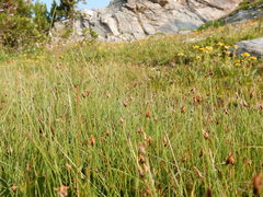 Eleocharis quinqueflora