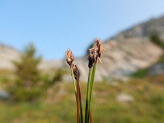 Eleocharis quinqueflora