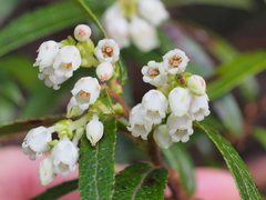 Gaultheria hispida