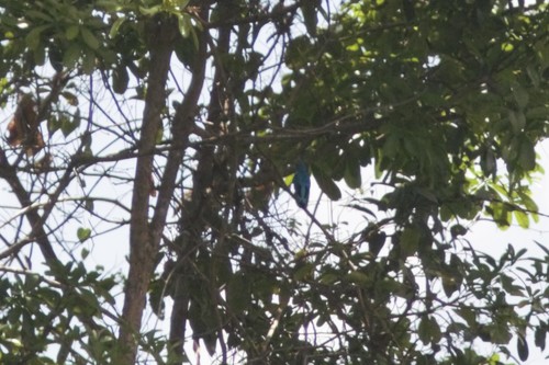 Turquoise Cotinga (Cotinga ridgwayi), photo 6