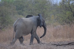 Loxodonta