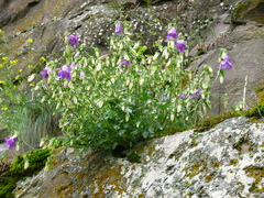 Campanula kolenatiana