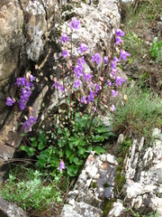 Campanula kolenatiana