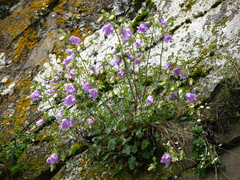 Campanula kolenatiana