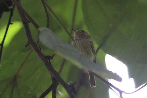 Scale-crested Pygmy Tyrant (Lophotriccus pileatus), photo 10