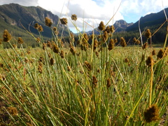Carex athrostachya
