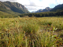 Carex athrostachya
