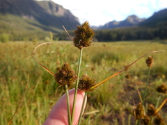 Carex athrostachya