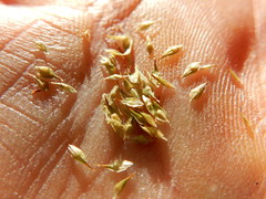 Carex athrostachya