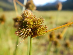 Carex athrostachya