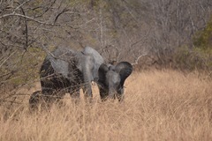 Loxodonta