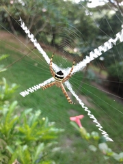Argiope aurocincta