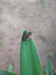 Elaphinis delagoensis