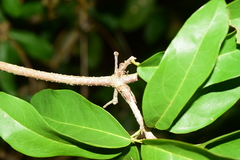 Bignonia binata
