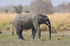Loxodonta