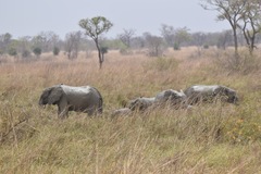 Loxodonta