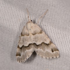 Macaria pallipennata