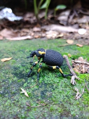 Brachycerus labrusca