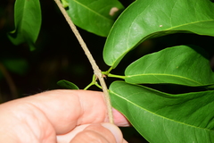Bignonia binata