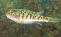 Common Toadfish photo 4