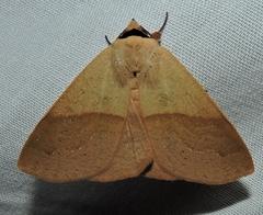 Ophyx ochroptera