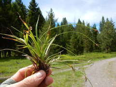 Carex concinnoides