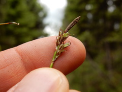 Carex concinnoides