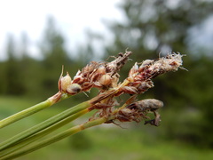 Carex concinnoides