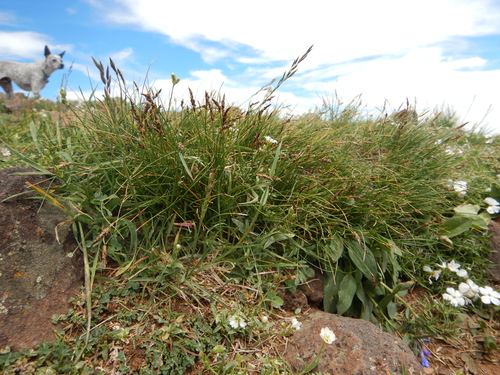 Blackroot sedge (Carex elynoides)