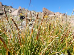 Carex elynoides