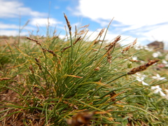 Carex elynoides