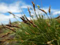 Carex elynoides
