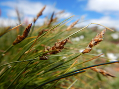 Carex elynoides