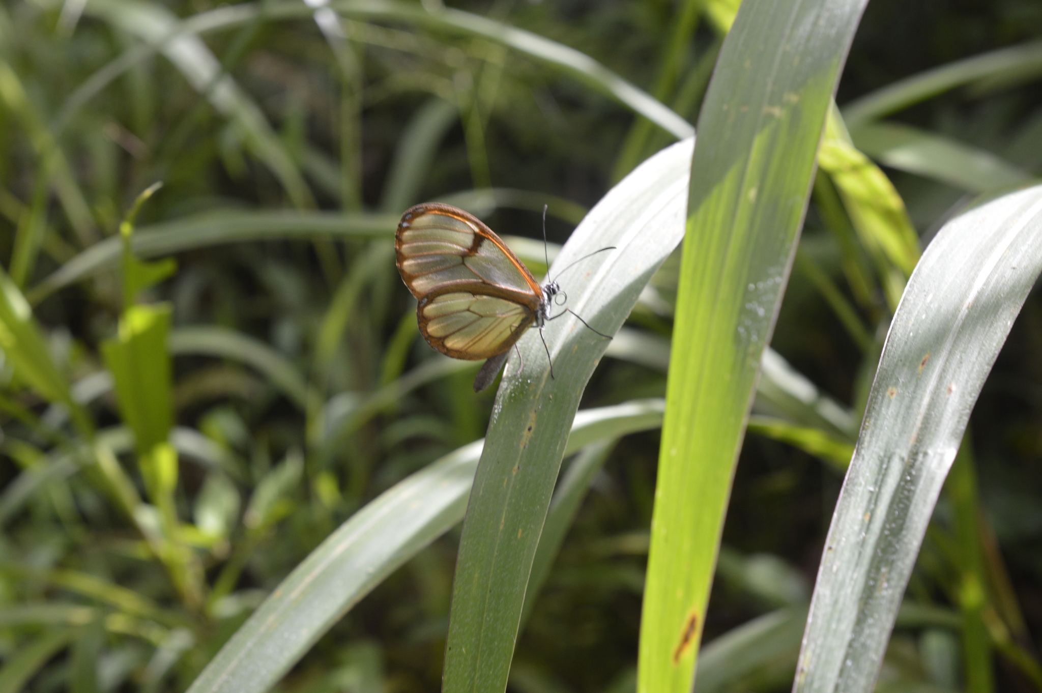 Pteronymia alida image