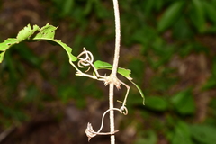 Bignonia binata