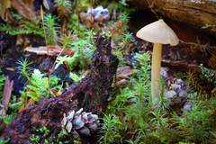 Entoloma holoconiotum