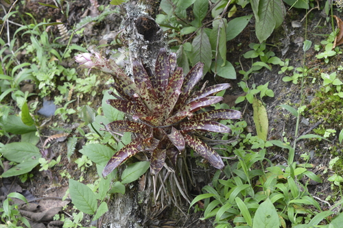 Tillandsia biflora image