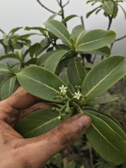 Psychotria mariniana