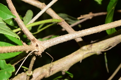 Bignonia binata