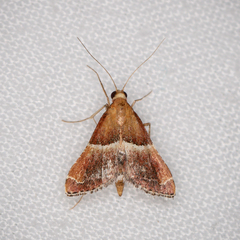 Persicoptera compsopa