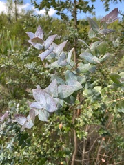 Eucalyptus crenulata
