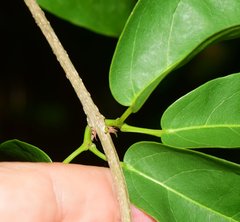 Bignonia binata