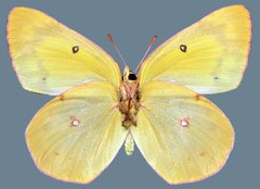 Colias philodice eriphyle