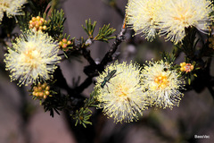 Melaleuca systena