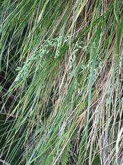 Poa anceps anceps