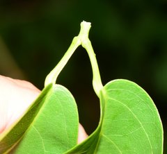 Bignonia binata